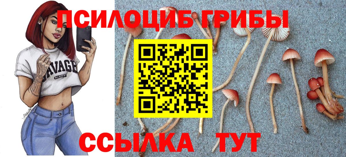 Галлюциногенные грибы Psilocybine cubensis Павлово